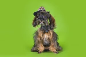 Невская орхидея Собака невская орхидея