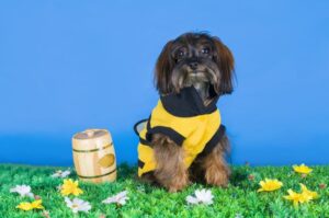 Фото собаки петербургская орхидея Петербургская орхидея: красивое фото