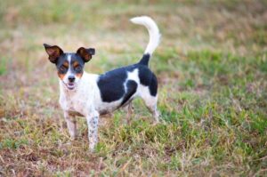 Собака рэт-терьер: фото