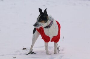 Рэт-терьер зимой