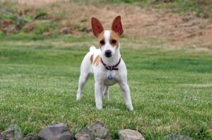 Порода собак рэт-терьер