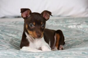 Щенок рэт-терьера