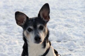 Рэт-терьер: зимнее фото