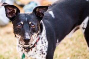 Фото рэт-терьера