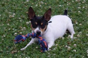 Американский рэт-терьер