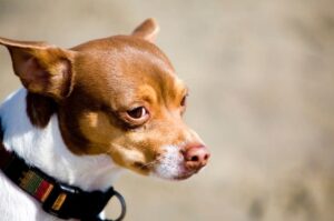 Собака крысолов рэт-терьер