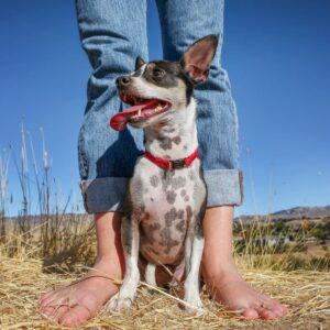 Американский рэт-терьер: фото