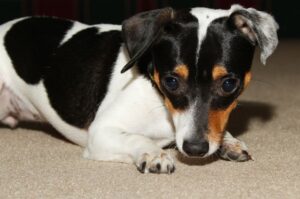 Щеночек рэт-терьера