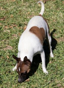 Порода собак рэт-терьер нюхает землю