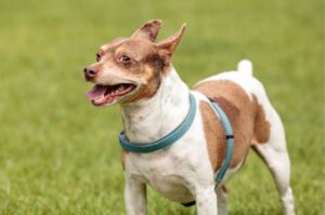 Собака рэт-терьер