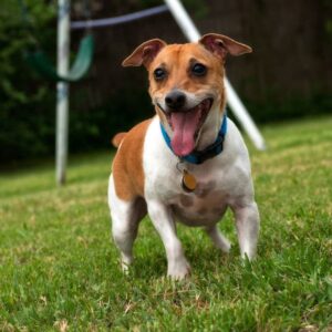 Порода собак рэт-терьер: фото