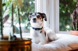 Фото породы американский рэт-терьер