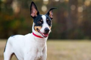 Собака американский рэт-терьер