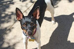 Собака породы рэт-терьер