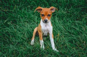 Щенок рэт-терьера в траве