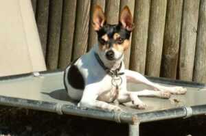 Собака породы рэт-терьер