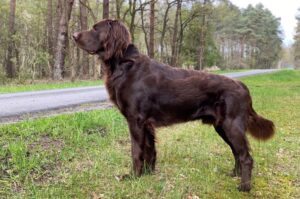 Охотничья порода лангхаар: фото