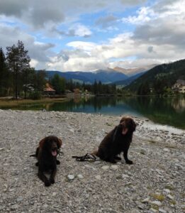 Немецкие длинношёрстные пойнтеры: фото