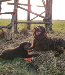 Немецкие длинношёрстные легавые собаки