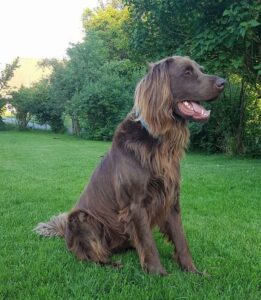 Порода немецкая длинношёрстная легавая