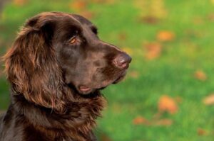Немецкая длинношёрстная легавая собака