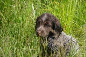 Щенок лангхаара