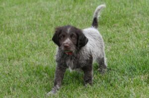 Красивый щенок лангхаар