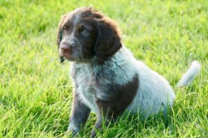 Щенок породы лангхаар: фото