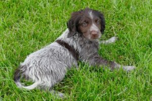 Фото щенка породы лангхаар