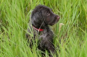 Щенок лангхаара: фото