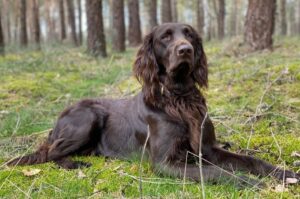 Красивое фото лангхаара