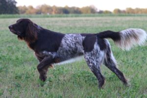 Собака породы лангхаар