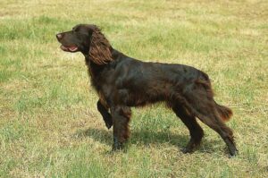 Собака породы лангхаар