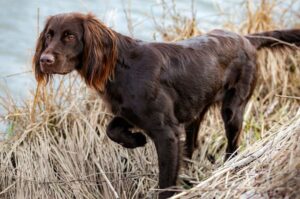 Лангхаар: фото