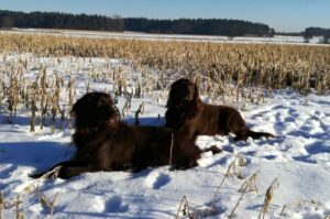 Лангхаарф: фото