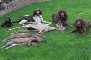 Собаки после охоты