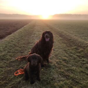 Собаки немецкие длинношёрстные пойнтеры