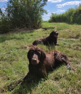 Длинношёрстные пойнтеры: фото