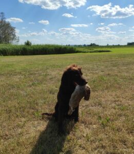 Немецкий длинношёрстный пойнтер с добычей