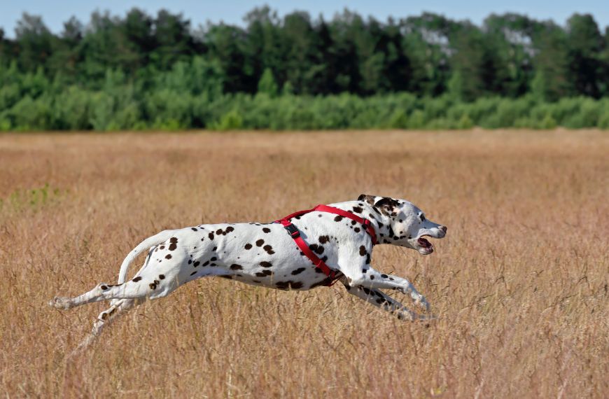Самая быстрая собака в мире порода скорость
