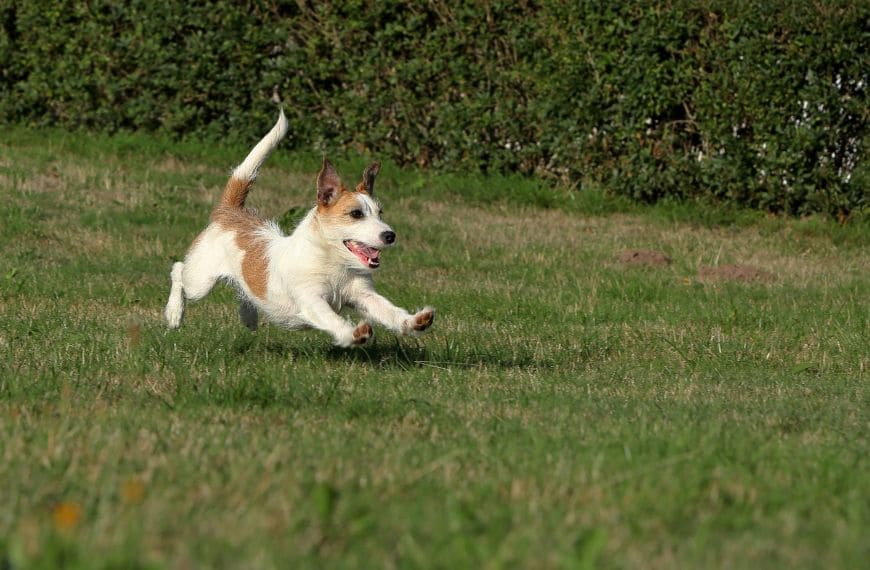 Самая быстрая собака в мире порода скорость