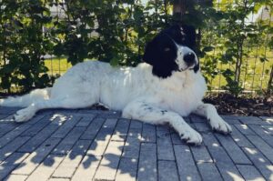 Греческая овчарка