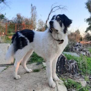 Фото собаки греческая овчарка