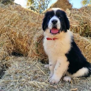 Красивый пёс породы греческая овчарка