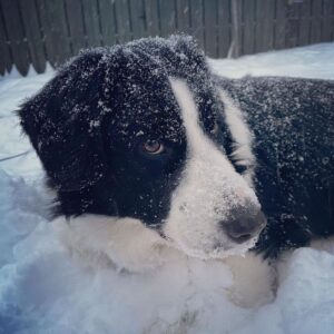 Собака греческая овчарка