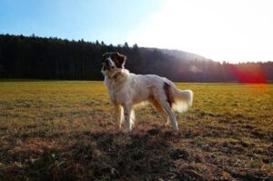 Порода собак греческая овчарка: фото