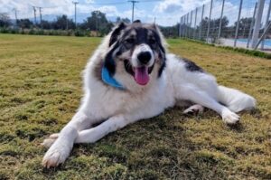 Порода греческая овчарка: фото