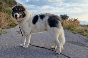 Собака греческая овчарка