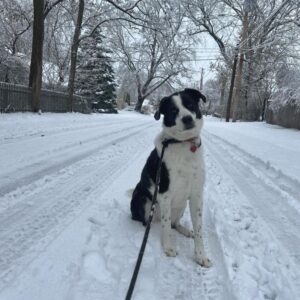 Фото греческой овчарки зимой
