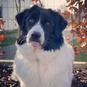 Фото греческой овчарки